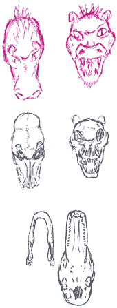 Dragonet - head and skull