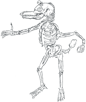 Dragonet skeleton