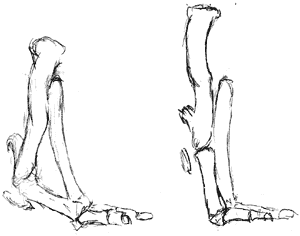 Alien ankle - side view